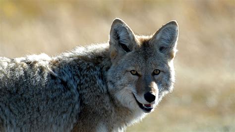 Download wallpaper 1920x1080 coyote, muzzle, predator, animal full hd ...