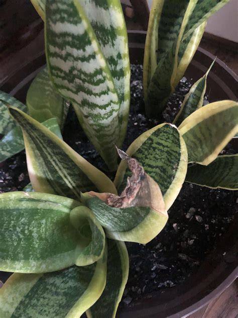 Can I just cut off the part that’s dying? : r/houseplants