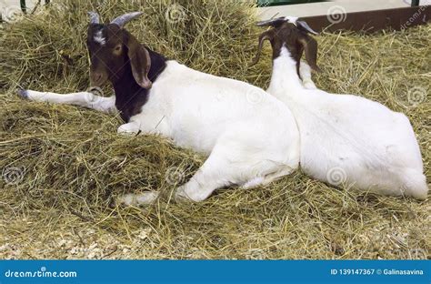 Goat. Boer breed. stock image. Image of boer, hoof, mammal - 139147367