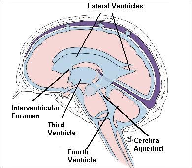 Kuvatulokset haulle cerebrospinal fluid