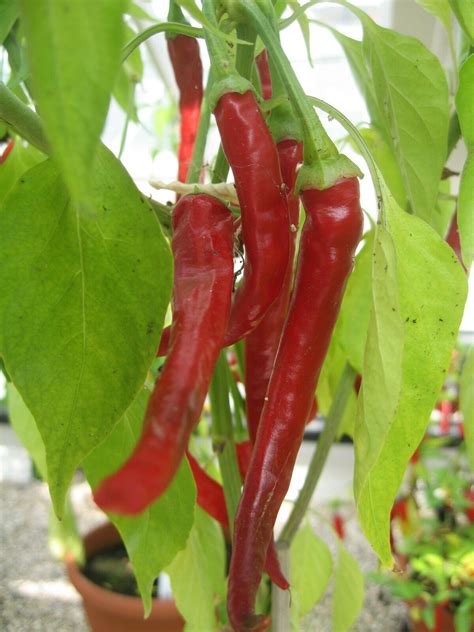 Hot Chilli Pepper Cayenne Long Slim - Premier Seeds Direct