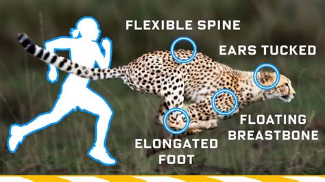Can A Human Outrun A Cheetah And Actually Survive The Chase