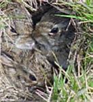 Image result for Baby Bunnies in the Garden