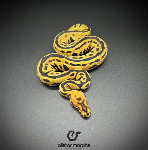 Image result for Marvel Ball Python