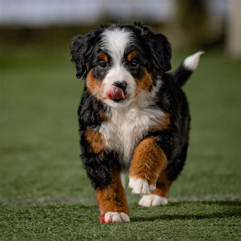 Mini Bernedoodle For Sale | Adorable | Berry Patch Puppies
