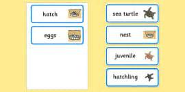What is Marine Life? - Twinkl Wiki - Twinkl