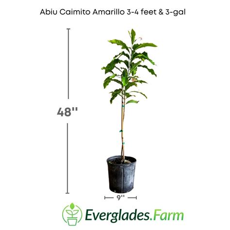 Abiu, Caimito Amarillo, Tree – Everglades Farm