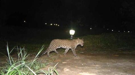 23-yr-old woman killed in leopard attack in Mysuru, alert in B’luru ...