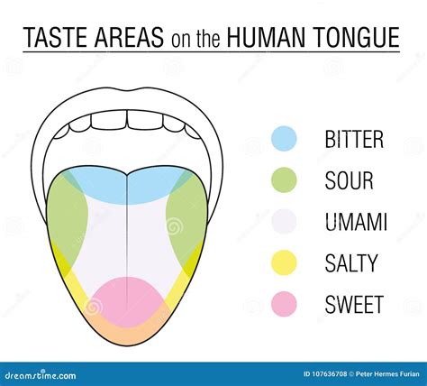 Bitter Sour Sweet Salty Tongue Taste Map Cartoon Vector | CartoonDealer.com #81158761