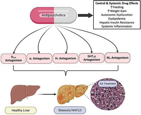 Frontiers | Non-alcoholic fatty liver disease (NAFLD) and mental illness: Mechanisms linking ...