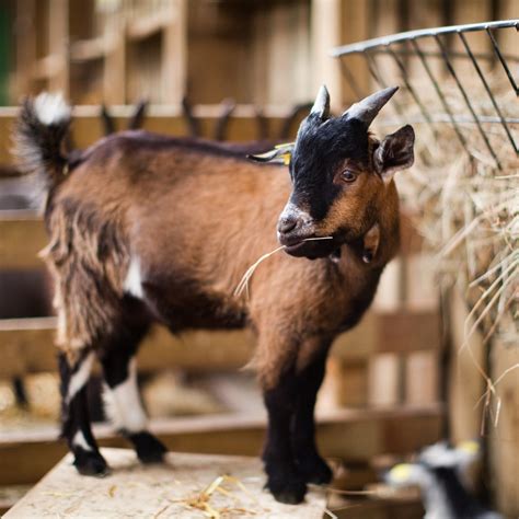 Fishers Farm Park | Day Out With The Kids