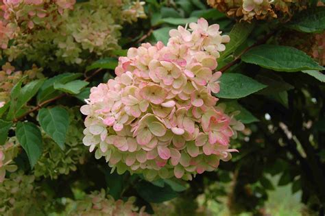 Trim Pee Gee Hydrangea Tree at Robert Mosher blog