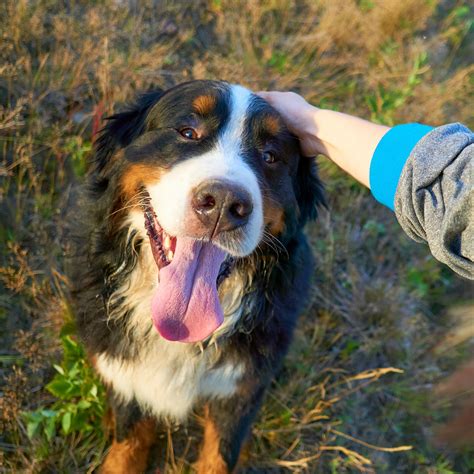 Brother Wolf Animal Rescue (@brotherwolfanimalrescue) • Instagram ...