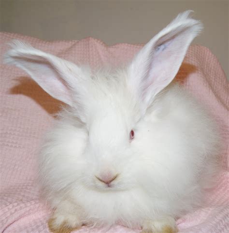 Fuzzibutt's Rabbitry: Rabbits For Sale: Giant Angoras