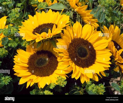 Sunflower - (Helianthus annuus) ANN103252 Stock Photo - Alamy