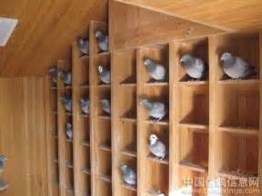 最标准的鸽舍晒棚图片,6米x4米鸽棚图片欣赏,自制小型简易鸽棚图片_大山谷图库