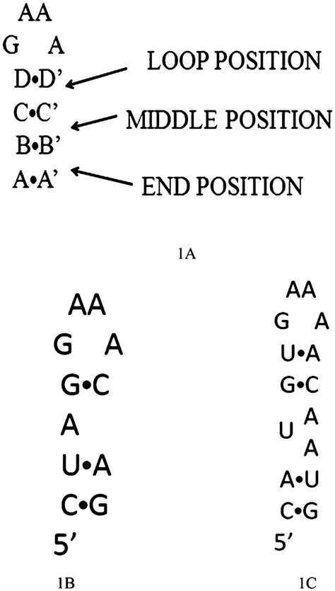 RNA Loop 的图像结果