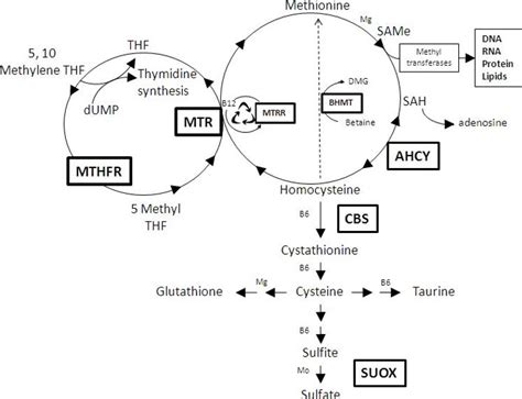 DNA Methylation Genetic Test in Dubai Price Aed 4500