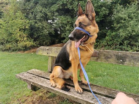 Maggie - 3 year old female German Shepherd Dog available for adoption