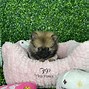 Image result for Toy Teacup Pomeranian