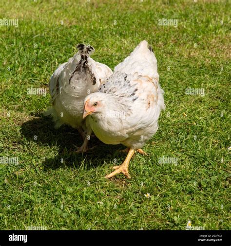 Light sussex chickens hi-res stock photography and images - Alamy