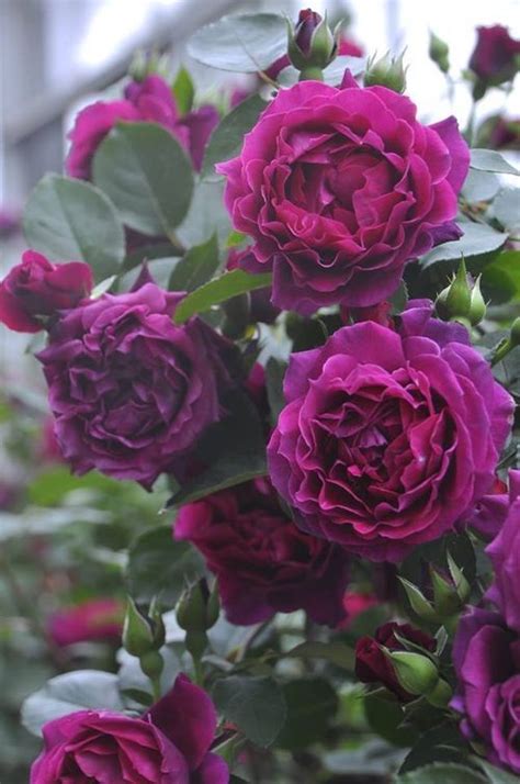 Image result for Flower Digram Using Turtle Python