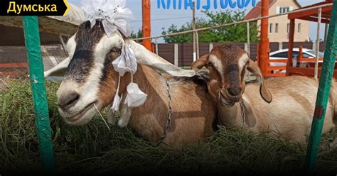 Козотерапия, молочный коктейль и брынза: под Одессой появилась ферма ...