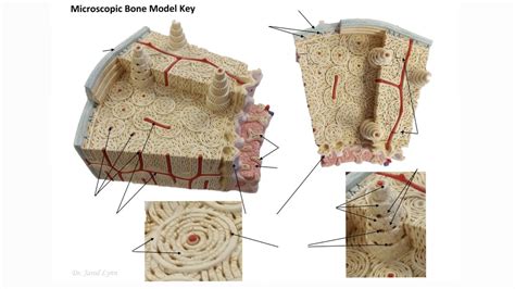 Microscopic Bone Matrix Figure 的图像结果