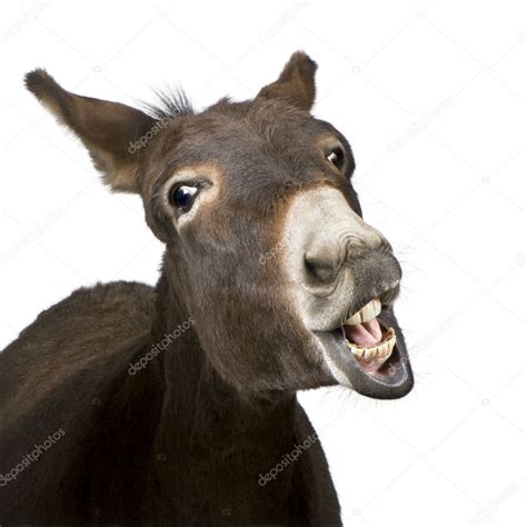 Donkey (4 years) — Stock Photo © lifeonwhite #10876247