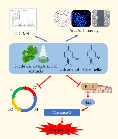 Anticancer Effect of Citrus hystrix DC. Leaf Extract and Its Bioactive ...