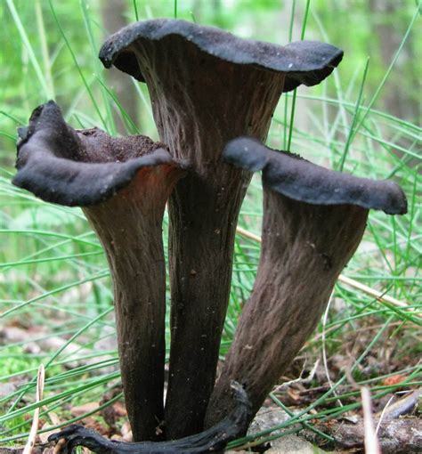 Trumpet Mushrooms