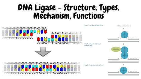 DNA Examples 的图像结果
