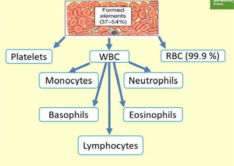 Image result for Explain Red Cell Production