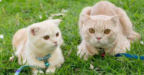 10 Low Maintenance Cat Breeds - Best For Pets