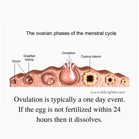 Can You Get Pregnant Any Time of The Month?