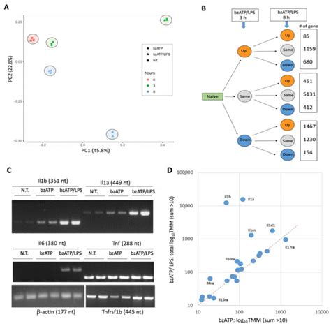 IJMS | Special Issue : Recent Advances in Microglia Research