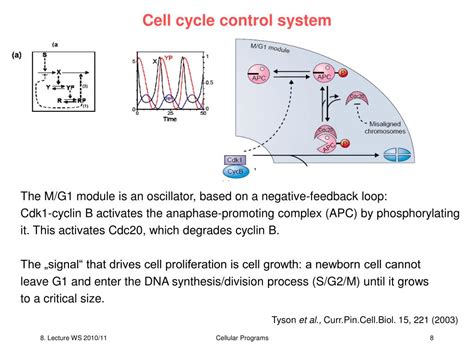 Image result for Cell Cycle Control Systems