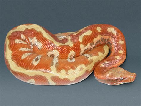 Image result for Blood Python Snakes