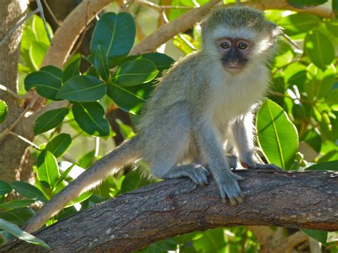 Definitive Guide To Vervet Monkey Facts, Habitat, Conservation Status ...