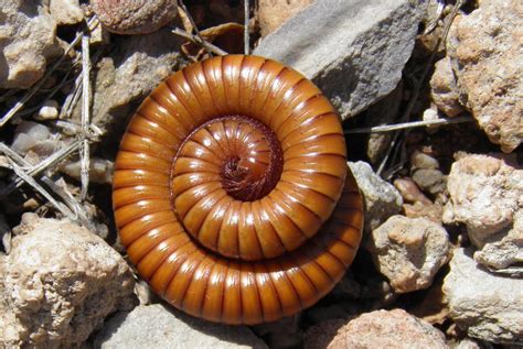 Arizona: Beetles, Bugs, Birds and more: Insect Insanity at the Arizona ...