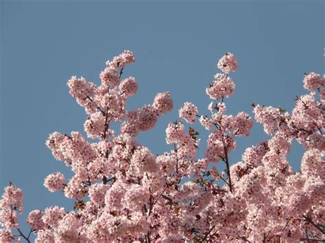 Free Images : tree, branch, flower, bloom, food, spring, produce, pink, flora, cherry blossom ...