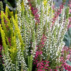 calluna vulgaris sorten calluna vulgaris bicolour dobbies garden centres calluna vulgaris sorten calluna vulgaris bicolour dobbies garden centres