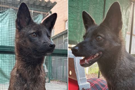 First known dog-fox hybrid discovered in Brazil : r/science