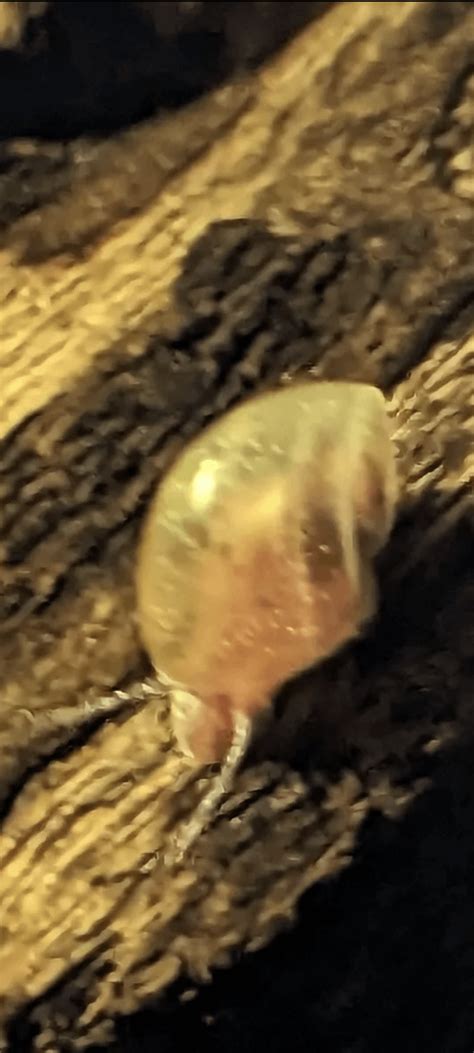 Did I get a baby Ramshorn hitchhiker? : r/AquaticSnails