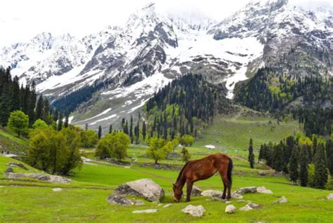 Kashmir with Sonmarg Package - 2025 | SkyHike