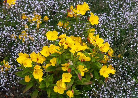 18 Types of Primrose Flowers (#5 Is So Beautiful)