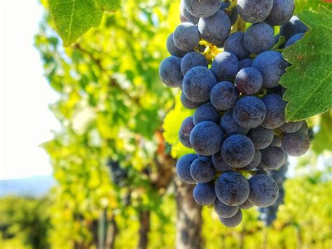 Biofertilizers 的图像结果