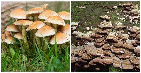 Fungi and their characteristics — lesson. Science State Board, Class 8.