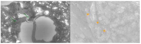 Cross-Expression of Thymic and Parathyroid Hormone Receptors Supports ...