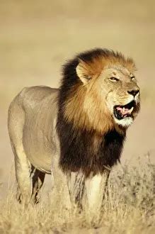 Image result for Lion Algorithm